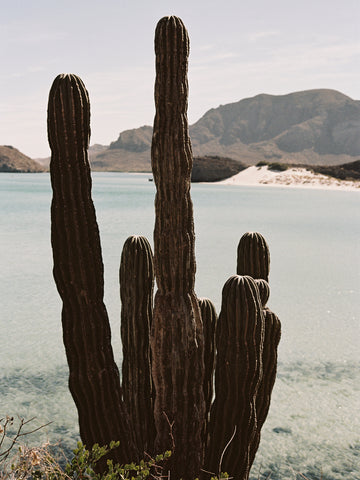 The Florentine Cross Necklace